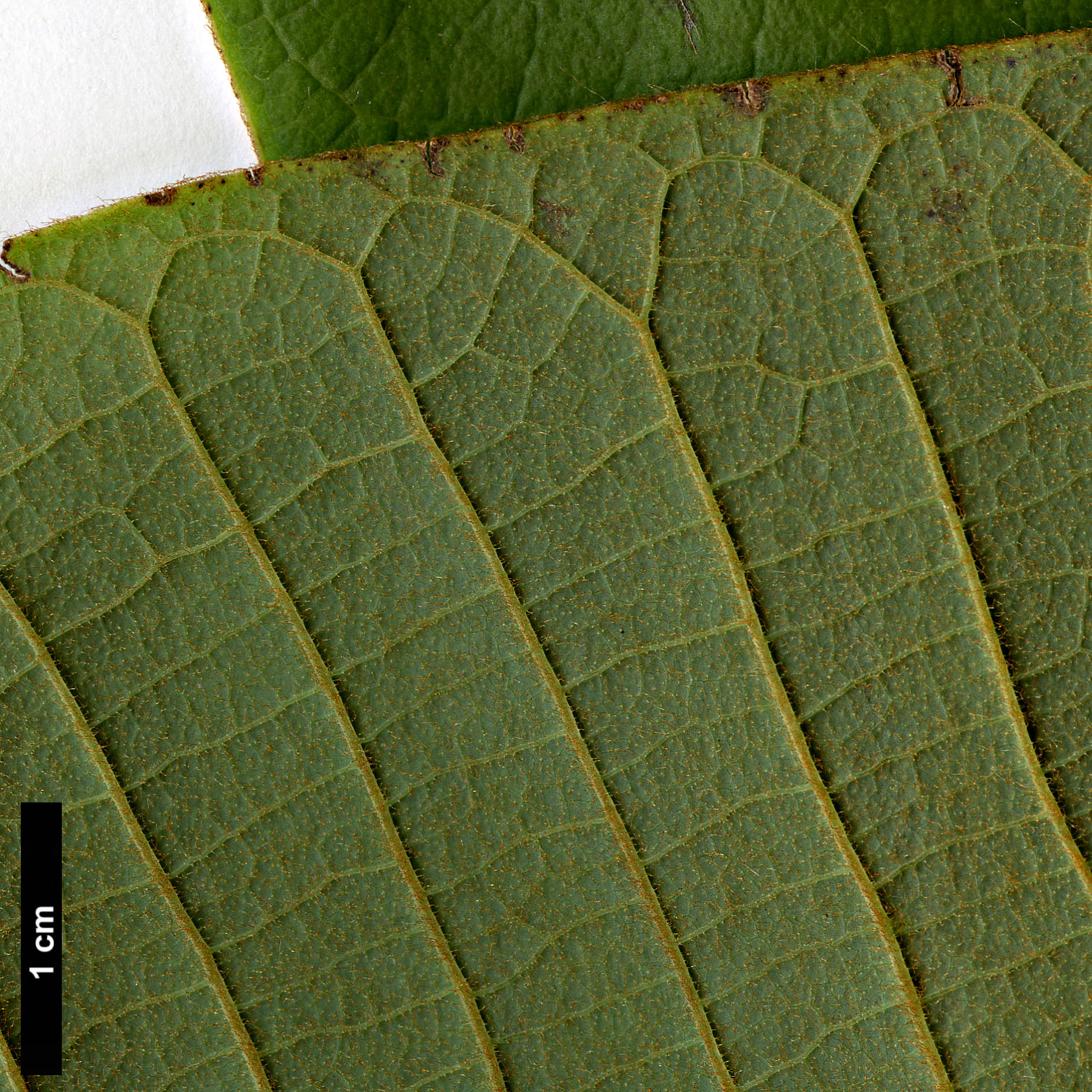 High resolution image: Family: Magnoliaceae - Genus: Magnolia - Taxon: rostrata